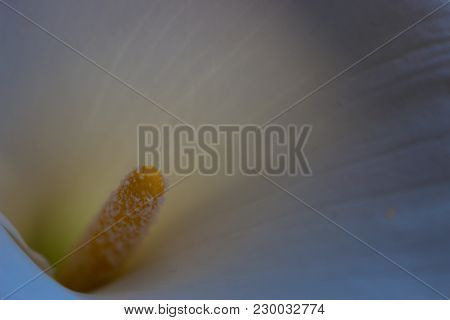 Calla. Calla Lilly Close-up. Macro Calla Flower.