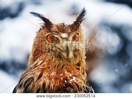 Beautiful Bird Owl Take A Close-up Photo