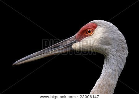 Sandhill crane