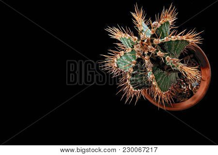 Spiny Cactus With Long Yellow Needles And White Specks, Top View. Plant Isolated On Black Background
