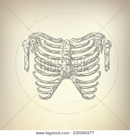 Graphic Of Skeleton In Scientific Drawing Style, Concept Of Health Care Analysis