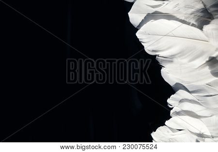 White feather. White angel wing on a black background