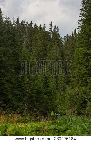 Spruce Forest In The Carpathians Mountain. Sustainable Clear Ecosystem. Ukraine.