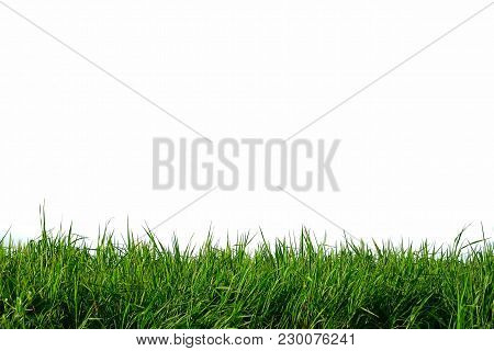 Grass Plant Growing At The River Side With White Isolated For Green Natural Foliage Background