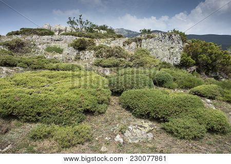 Alpine Padded Brushwood Of Genista Hispanica In Saliencia Valley, Somiedo Nature Reserve. It Is Loca