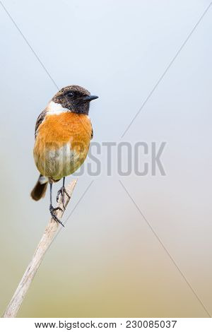 Saxicola Rubicola Or Tarabilla Comun Perched On A Branch