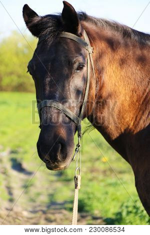 A Horse Looks At The Camera At Background Green Field And Sunny Day Vertical Image
