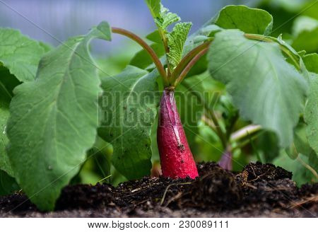 Spring, Havwest, Fresh Redish In The Garden, Food,