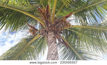 Isla Pasion Beautiful Palm Tree Beach In The Nature Reserve Passion Island Next To Cozumel Mexico