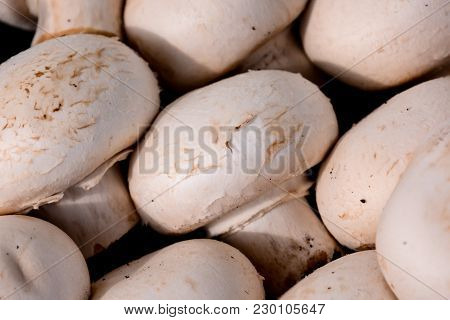 Photo Picture Of  Fresh White Mushroom Food Texture Background