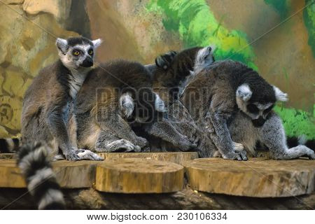A Huddle Of Ring Tailed Lemurs Sleeping Together