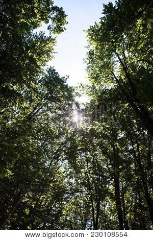 Beautiful Green Forest A Beautiful Green Forest A