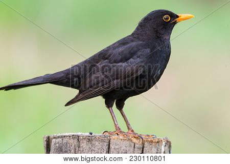Close Up Portrait Of Male  Turdus Merula Or Mirlo