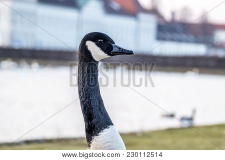 Wild Goose In Front Of Castle Nymphenburg Palace In Munich, Germany.