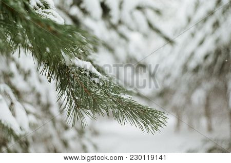 Pine Branch With Snow Nestled In A Strong Frost