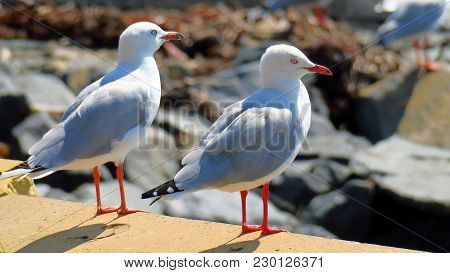 Australian Gulls Or Seagulls Are Seabirds Of The Family Laridae