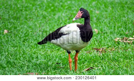Australian Magpie Goose (anseranas Semipalmata) Bird Black And White