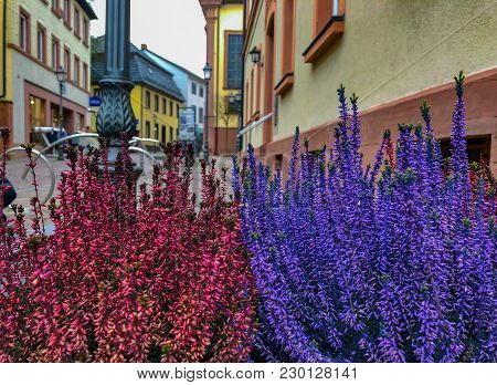 Flowering Very Beautiful Red And Violett Purple Blue Heather Calluna Vulgaris Ericaceae On A Backgro