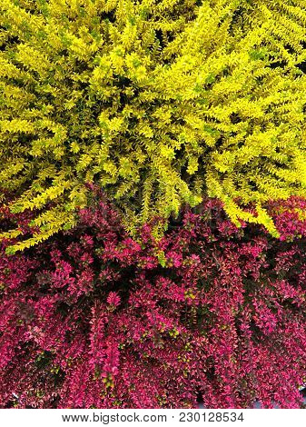 Flowering Very Beautiful Red And Yellow Heather Calluna Vulgaris Ericaceae On A Background The Bark 