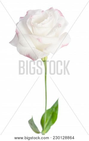 Single Pink Rose Isolated On White Background(eustoma Flower)