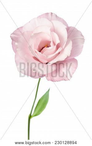 Beautiful Eustoma Flower Isolated On White Background