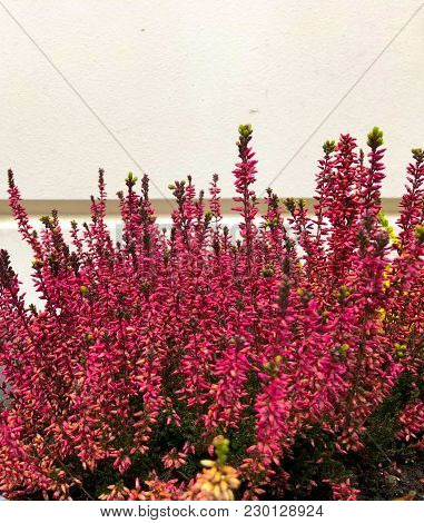 Flowering Very Beautiful Red Heather Calluna Vulgaris Ericaceae On A Background The Bark Of Trees Ba