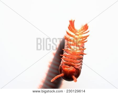 Millipedes, Insect With Long Body And Many Legs Look Like Centipedes, Worm, Or Train, That Move Very