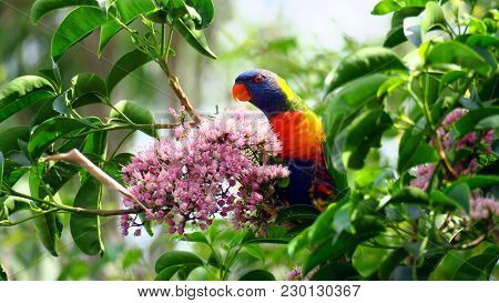 Rainbow Lorikeet (trichoglossus Moluccanus) Is A Species Of Parrot