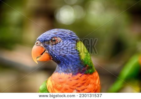 Blurred And Selective Focus Image Portrait  Of Colorful Rainbow Lorikeet (trichoglossus Haematodus) 
