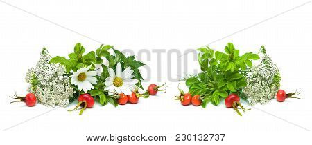 Herbs And Berries Of Wild Rose Isolated On White Background. Horizontal Photo.