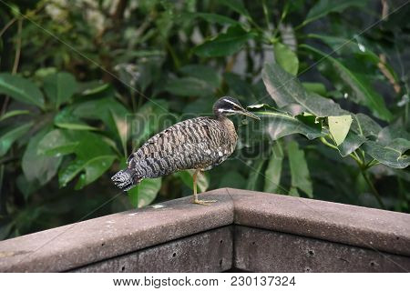 Sunbittern (eurypyga Helias) Animal Bird Perched On The Edge Of A Porch Railing