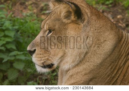 Close Up Photo Portrait Of A Female Barbary Lion