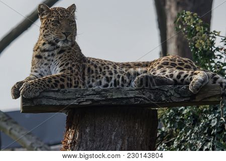 Photo Of A North Chinese Leopard Resting On A Wooden Platform