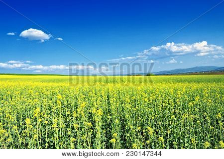 Rapeseed Field