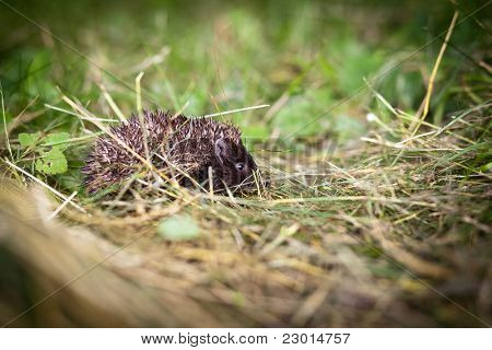 Zlato, Ježek západní (Erinaceus europaeus) popotahování v trávě, zkoumání přirozeného světa