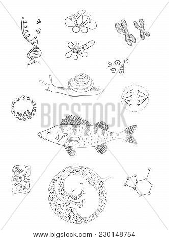 Biological Image. Flower, Cell, Chromosomes, Perch Fish, Molecule, Amoeba, Human Embrio. Hand Drawin