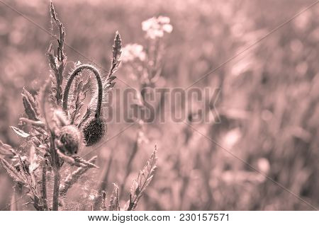Summer Wildflowes Growing On Natural Meadow With Colortoning