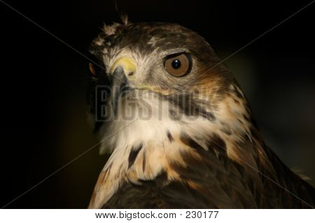 Hawk
