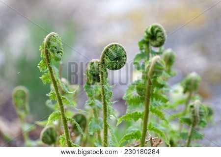 Unfolding Fern Plant (latin Name: Fem) Early Spring