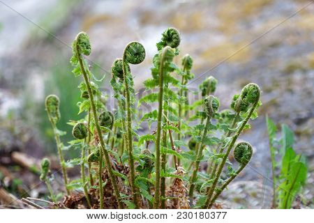Unfolding Fern Plant (latin Name: Fem) Early Spring