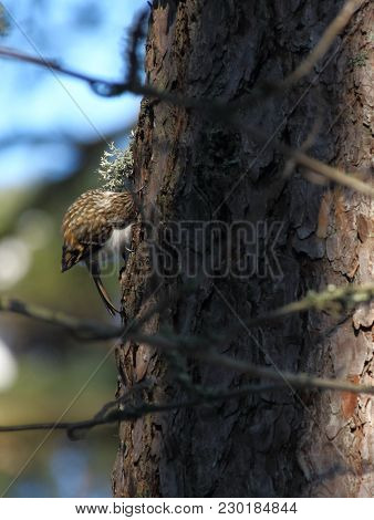 A Tree-creeper Listening To A Tree Trunk While Searching For Insects And Larvae Underneath The Bark.