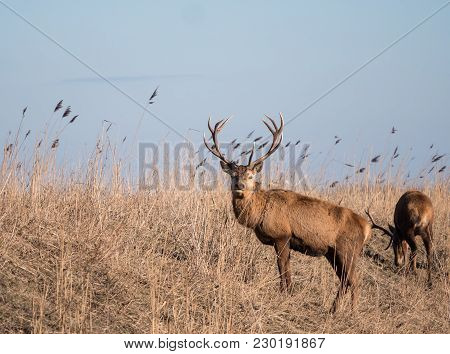 Red Deer Stag Stares At The Camera