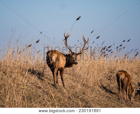 Red Deer Stag Stares At The Camera