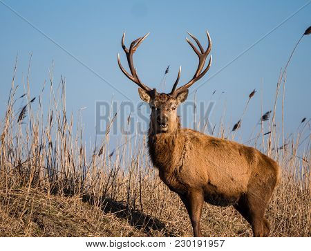Red Deer Stag Stares At The Camera