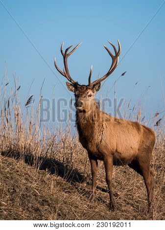 Red Deer Stag Stares At The Camera