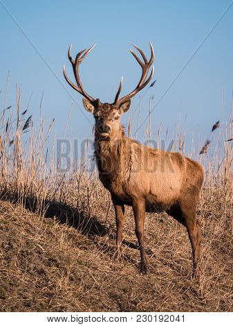 Red Deer Stag Stares At The Camera