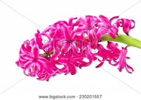 Beautiful Pink Hyacinth Isolated On White Background. Flowers Of Grape Hyacinth Isolated On White Ba