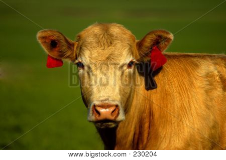 Animalske ko gyldne
