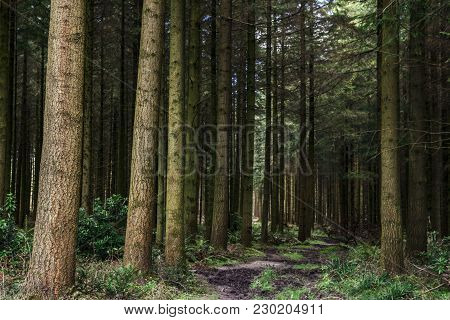 Morning In The Secret Forest,beauty Trees During Spring Time.