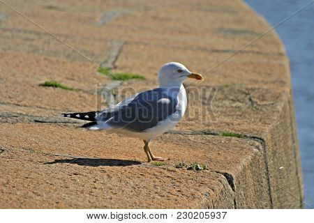 Pearched seagul by the water, nature photography, larus argentatus